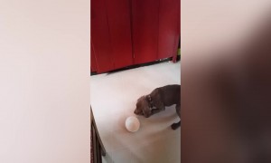 Fierce Puppy Faces off with Empty Bowl