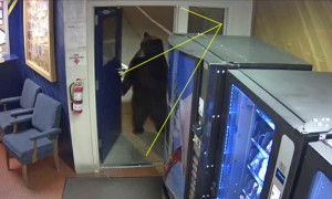 Bear casually walks into California Highway Patrol office
