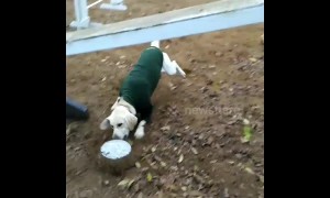 Crazy moves: dog energetically pushes bowls around agility pitch