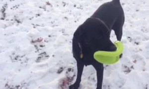 Fetching for Frisbees