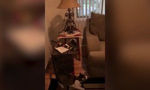 Dramatic Slo-Mo Cats