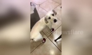 Dog hilariously slips and slides in new shoes