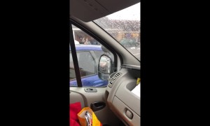 Bird visits engineer every day for lunch