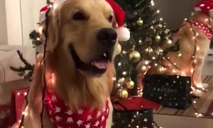 Holiday Dog Covered in Lights