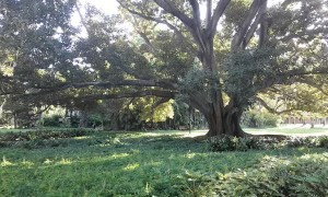 86 Year Old Fig Tree Cracks and Collapses