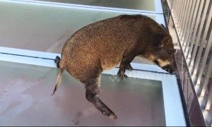 Wild boar gets scared after straying onto slippery glass walkway