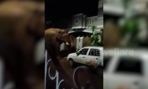 Night pests? This Indian city has elephants rooting through their plants!