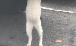 Cat Mechanic Will Make Your Ride Purr