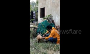 Kind volunteer rescues stray dog with plastic jar stuck on its head