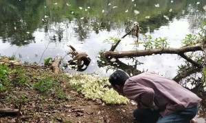 Hundreds of butterflies cluster on a rotting pile in rare feeding behaviour