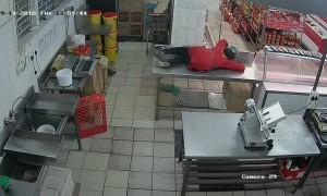 Two Cats Give Worker Quite the Scare