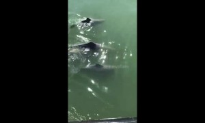 Beautiful moment pod of five dolphins glides slowly next to boat