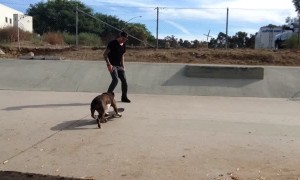 Bulldog shows off unbelievable skateboarding skills