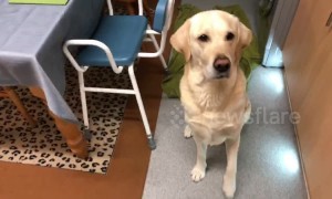 Buddy the Labrador loves his 9 pm bedtime snack