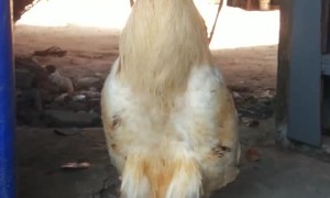 A Little Swag in this Rooster's Strut