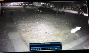 Woman Steals Inflatable Snowman From Yard