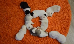 Cute Circle of Snoozing Puppies