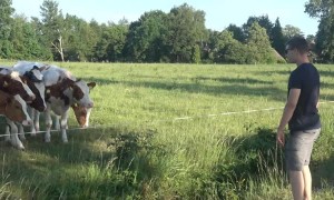 Cattle herd incredibly flocks to man's odd "cow call"