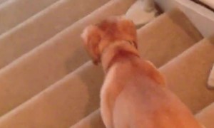 Labrador slides down the stairs in hilarious fashion