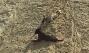 Dogs Enjoy Sand Slide Ride