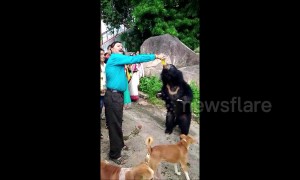 Wild bear loves to guzzle mango soft drink at Indian temple