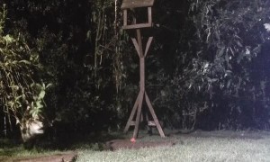 Fox Plays Around in Garden