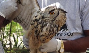 Touching moment wild owl flies back to freedom after accident in India