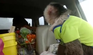 Monkey Doesn't like Travelling with Cow