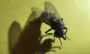 Fly Continues to Live with Head Missing