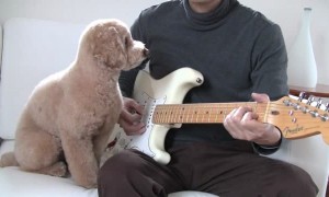 Dog shows off musical talent by strumming guitar