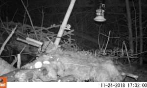 Persistent mouse finally latches onto feeder after multiple jumps