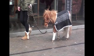 I want one! Girl takes tiny pony for walk through streets of Blackpool