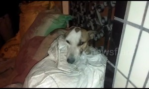Hero stray dog shot and injured chasing off armed robbers in Delhi