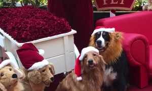 Some of These Dogs are Not Like the Others