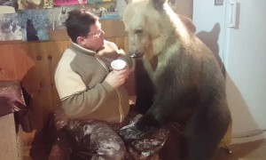Bear Cleans Ice Cream from Mans Face