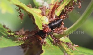 Weaver ants attack greater banded hornet