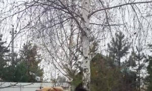 Flexible Bear Does Gymnastics