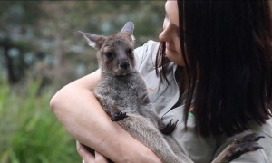 Adorable baby kangaroo 'ROO-PAUL' latest member of Australian Reptile Park