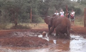 Baby elephant adorably plays soccer in a water hole
