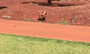 Goannas with Ground Game