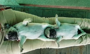 Pugs Make Bed out of Owner
