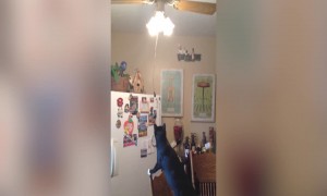 This Cat thinks he Found a Magic String