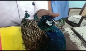 Peacock savaged by dog then saved after 2-hour surgery
