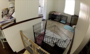 French Bulldog Escape Artist