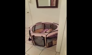 Cat helps puppy escape from its pen