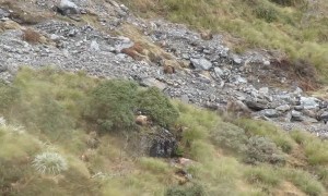 Unbelievable sight showing Bull Tahr hidden in mountain landscape