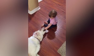 Babies Try to Make Friends with Dogs