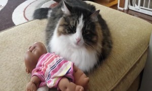 Cute Cat Snuggles with Baby Doll