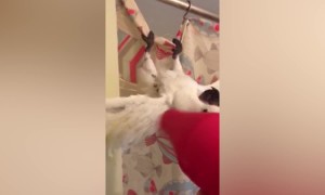 Pets who are Too Funny