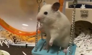 Swing is so fanny :))